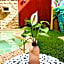 Casa Sisal Valladolid Yuc