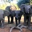 Mabalingwe Elephant Lodge 256A