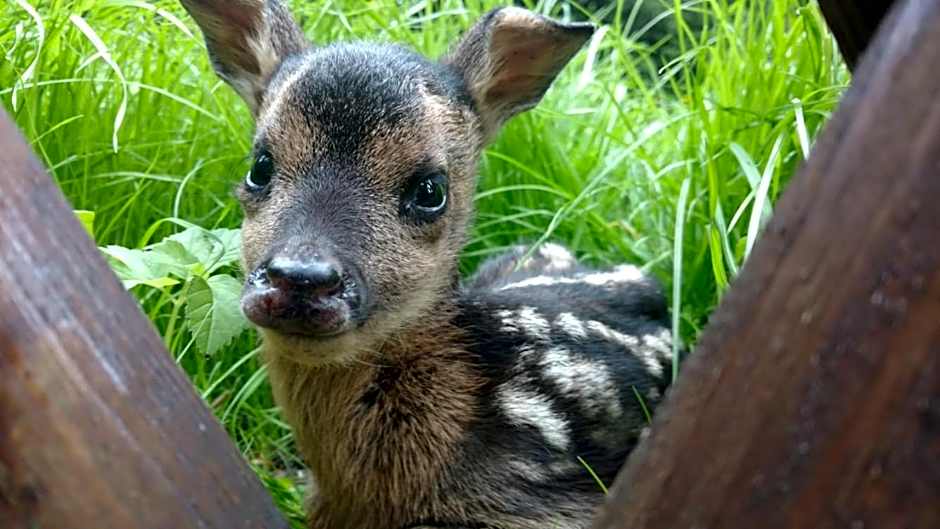 Chata nad kúpaliskom