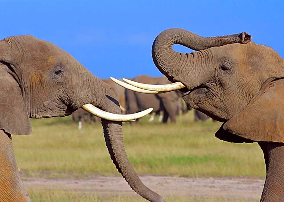 Ol Tukai Lodge Amboseli