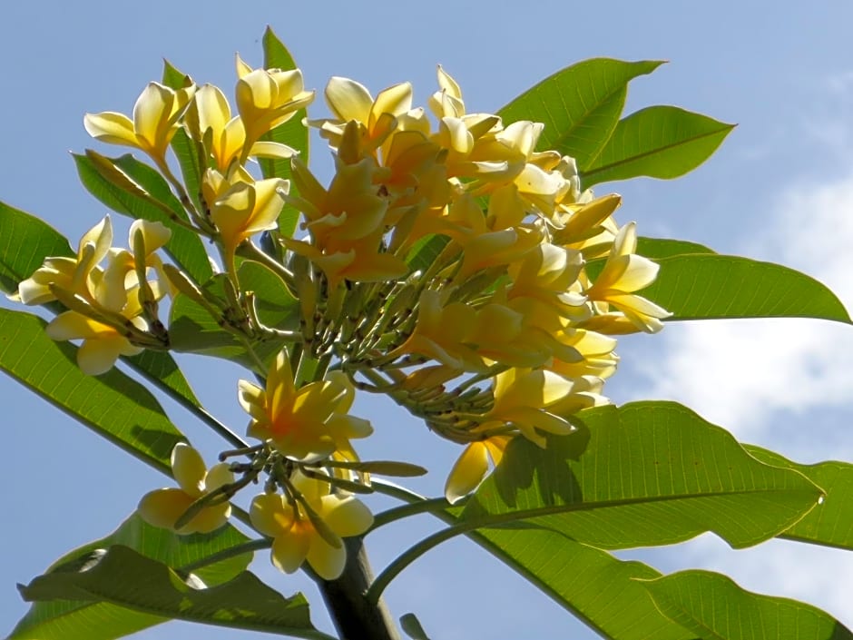 Mushroom Garden Villas