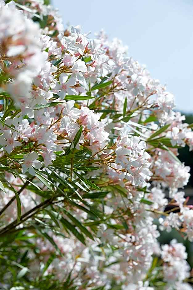 Skiathos Holidays Suites & Villas