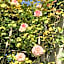 Residence Melody - Adult only