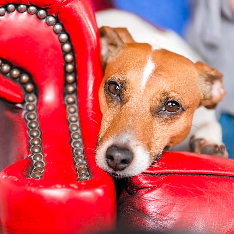 The Merryburn - Rooms and Courtyard Studios