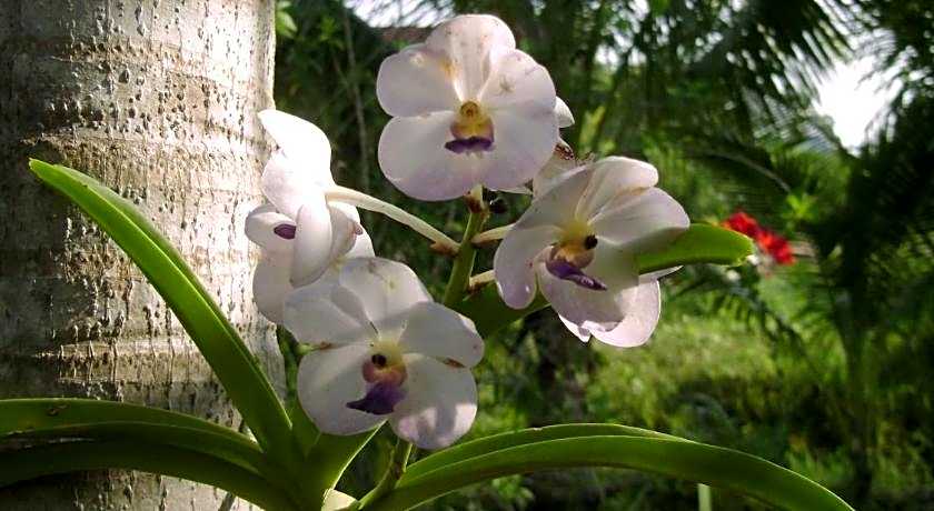 Chez Charly Bungalow