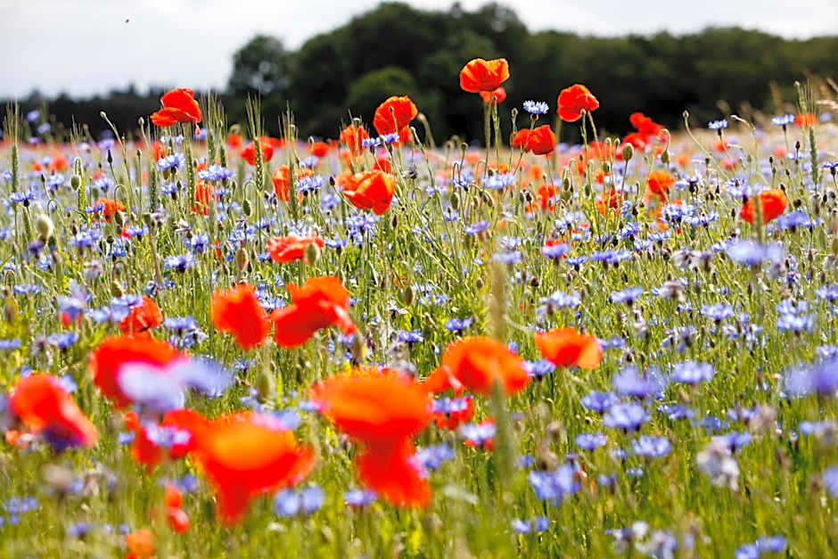 Landhotel Zum Pottkuchen
