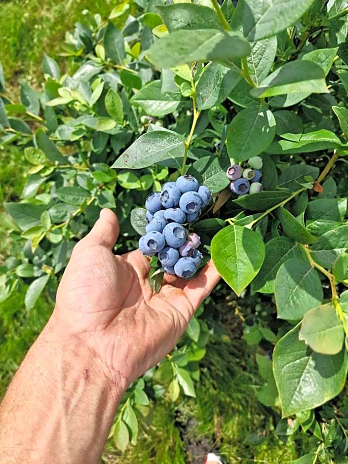 Gospodarstwo Agroturystyczne Borówkowy Bukiet Smaków