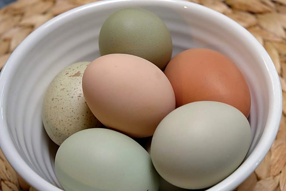 Chester St Backpackers