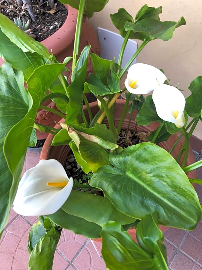 La Terrazza Appartamento turisctico Agata