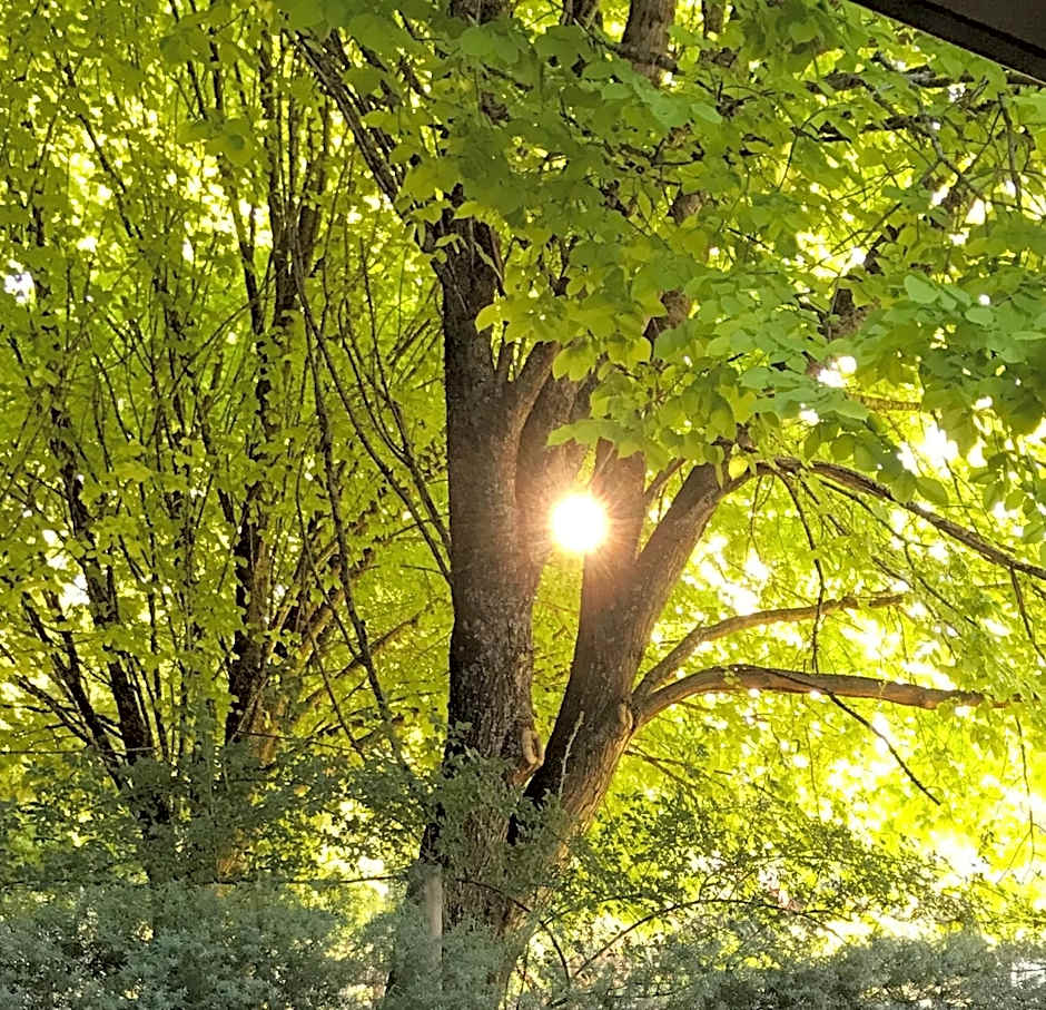 Goldberryaccommodation