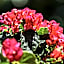Jardim Secreto