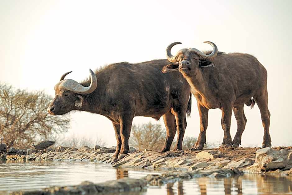 Last Word Madikwe