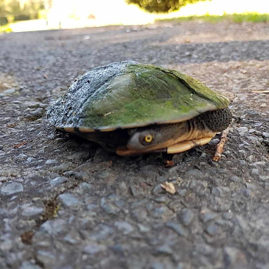 The Drawing Rooms of Berry