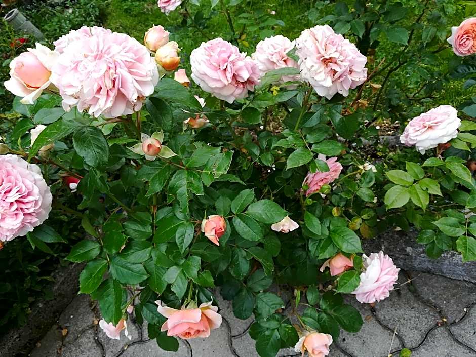 Mühlnerhof Familie Gruber