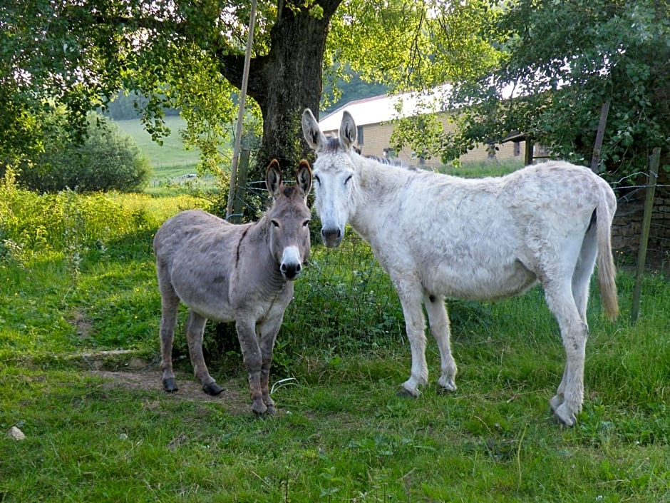 kotas-Esprit Nordique