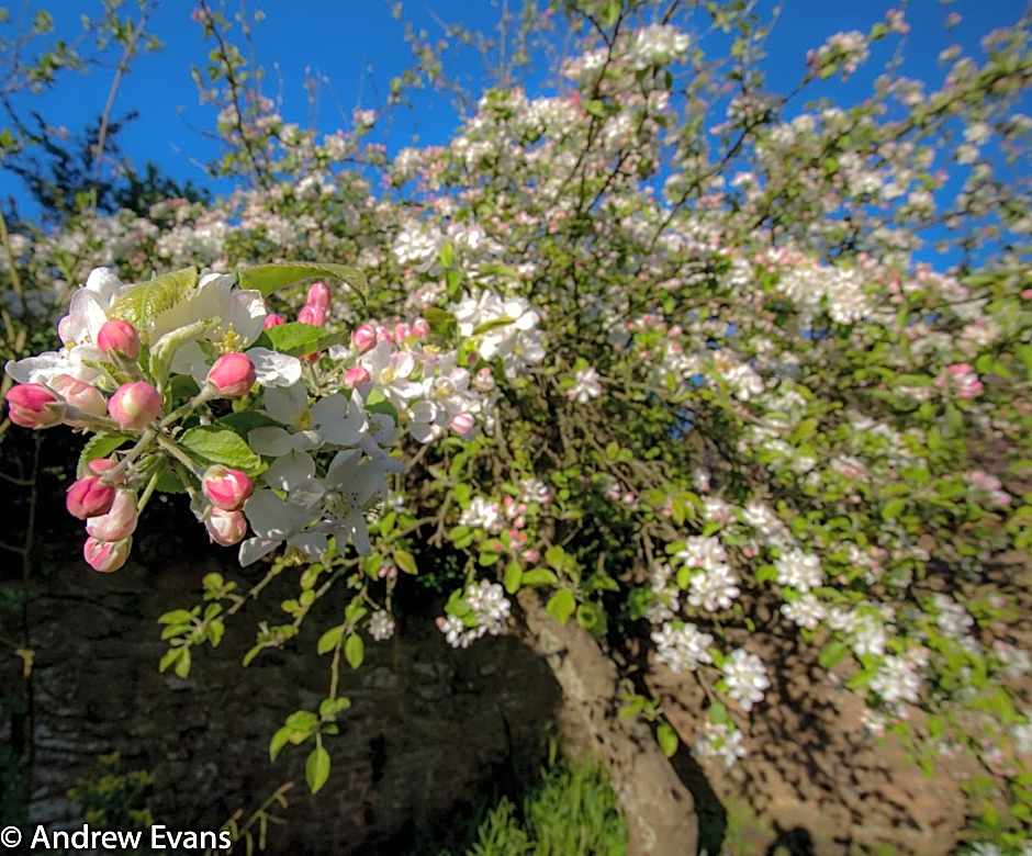 Lea House Bed and Breakfast