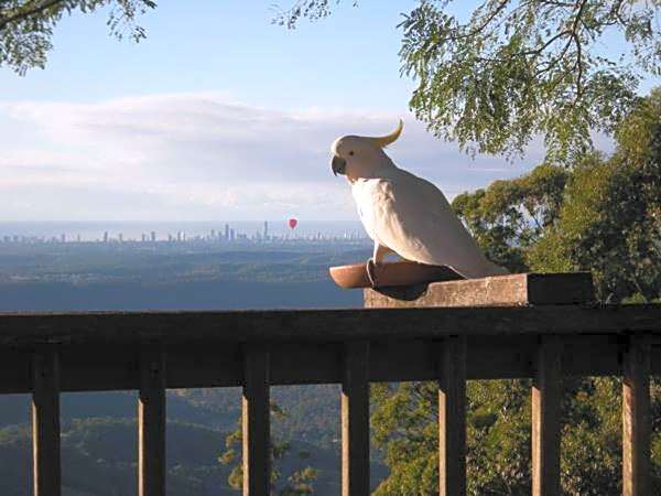 Tamborine Mountain Bed & Breakfast