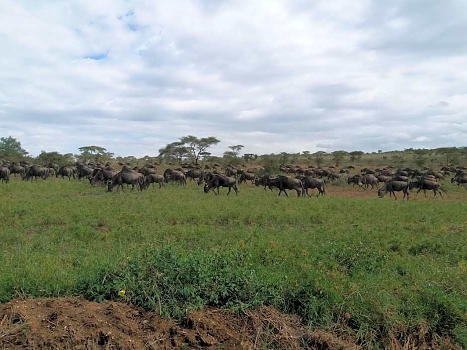 Seronera Wildlife Lodge
