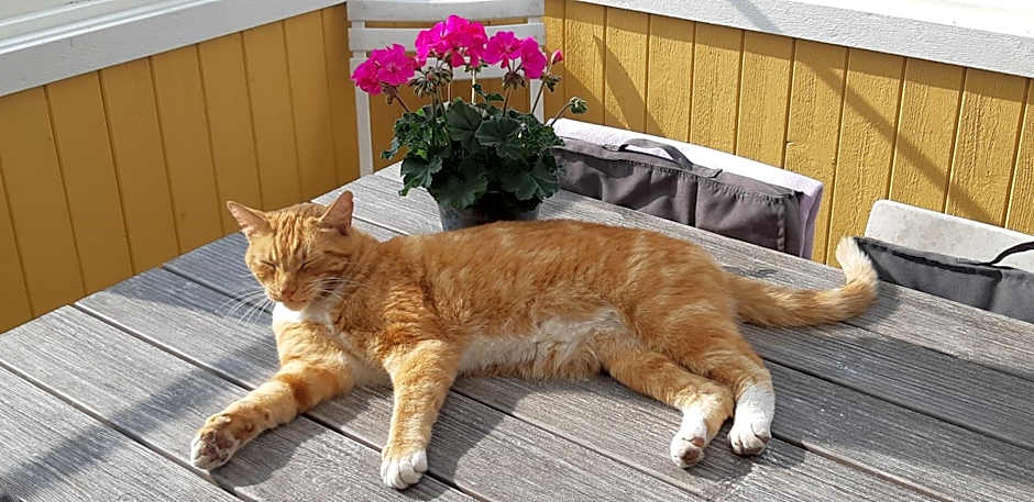 Björkängs Vandrarhem