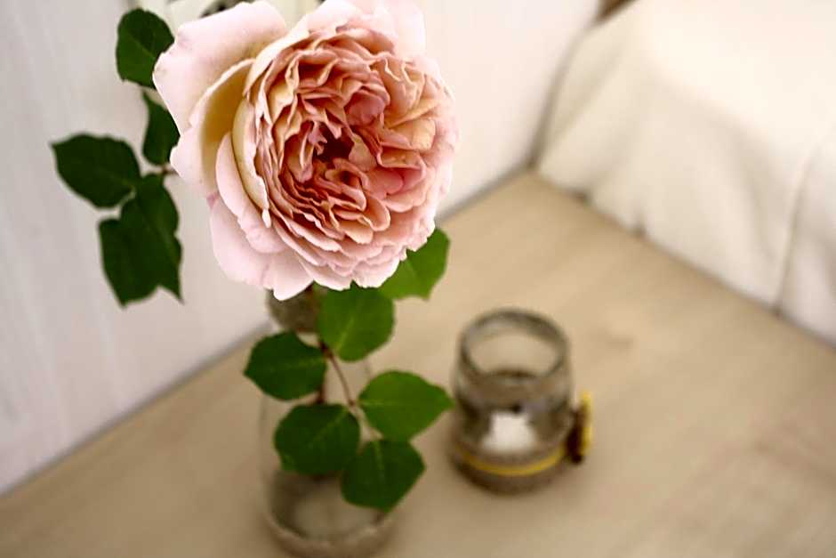 Alba Family Club Hotel