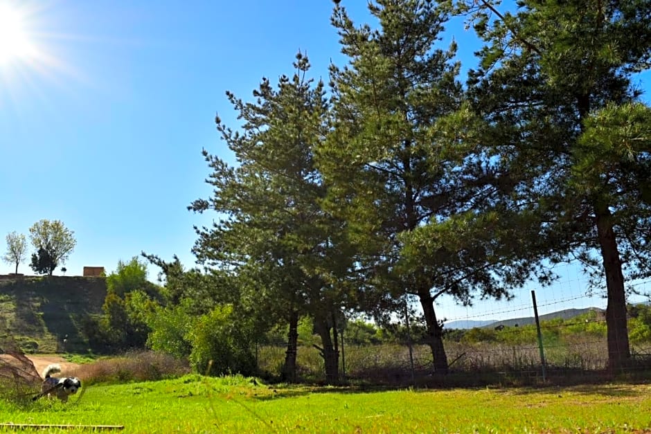 Bajo el Sol del Valle