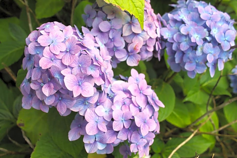 Trevanger Farm Bed and Breakfast