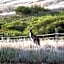 Lush Pastures