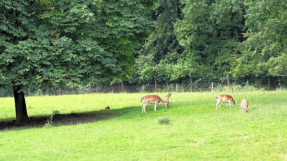 Waldhotel Felsenkeller