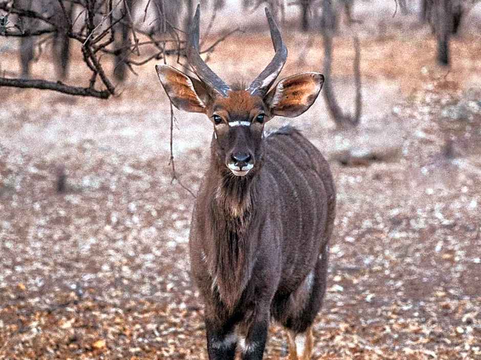 Minara Private Boutique Game Lodge