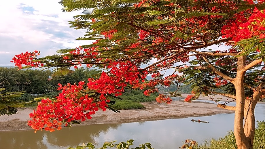 Maison Souvannaphoum Hotel