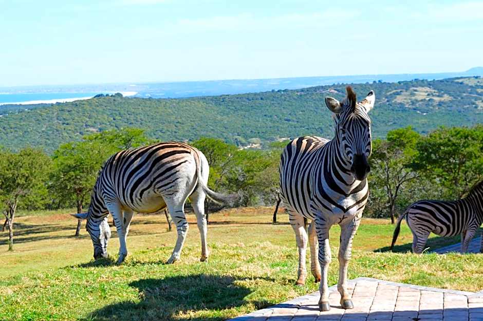 JBay Zebra Lodge