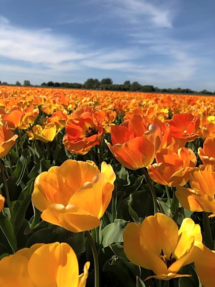 The Lighthouse Cabin