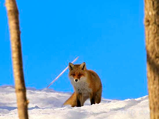 Habitasion