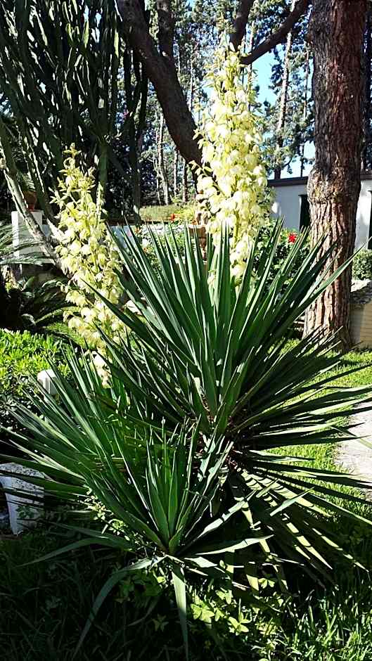 Hotel Park Calitto