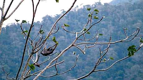 Native Heart Amazon Lodge