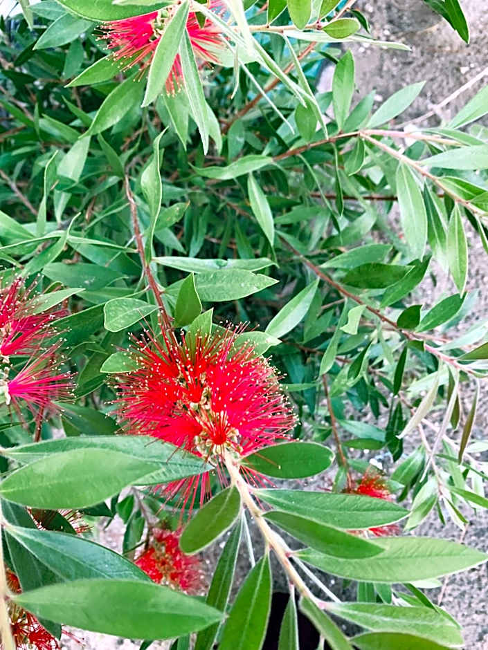 VILLA MADY Adultes Only