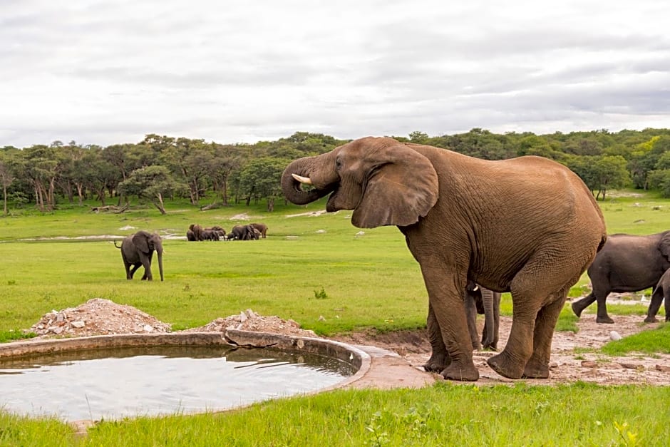 Hwange Safari Lodge