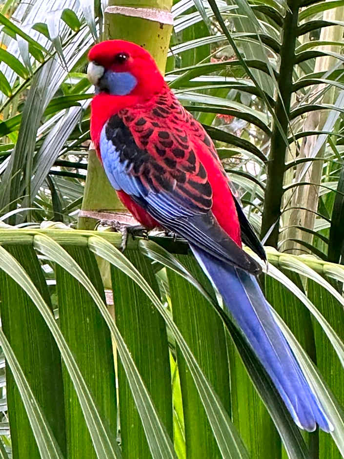 Palm Beach Bed & Breakfast