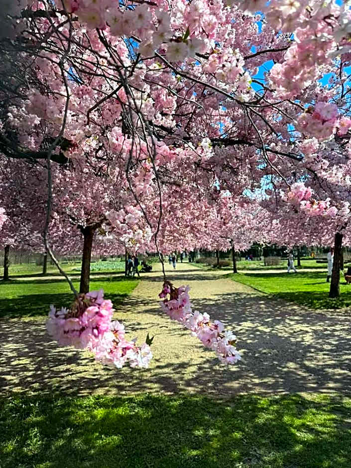 Il Ciliegio di Lurisia