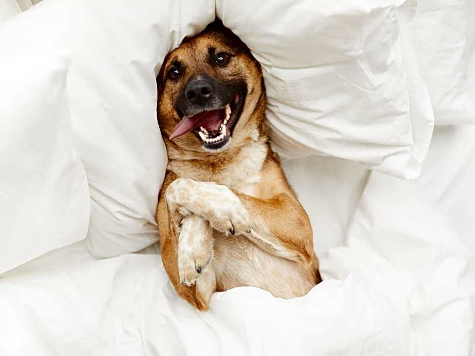 Apartamentos Surfing 3000