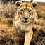 Weltevreden Game Lodge