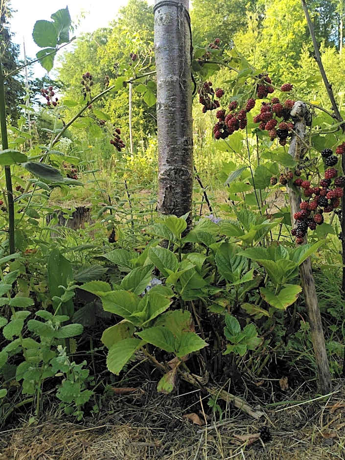Le jardin de Saint Jean