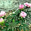 Pivoines