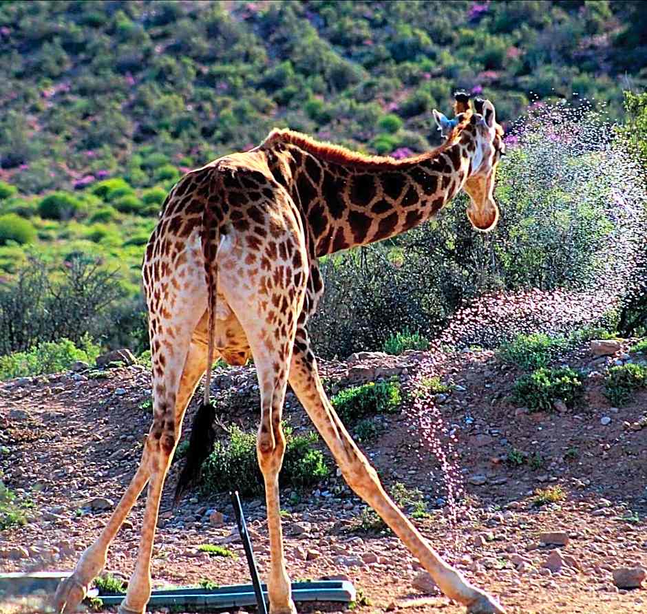 Klein Karoo Game Lodge