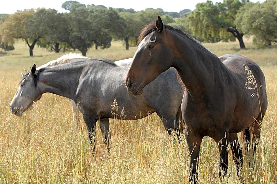 Vila Gale Alentejo Vineyard - Clube de Campo