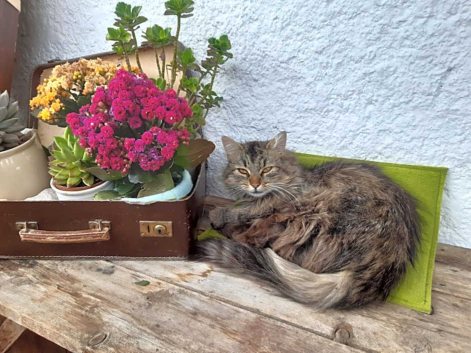 Bed & Breakfast Dolomiti Bey Haus Pinter