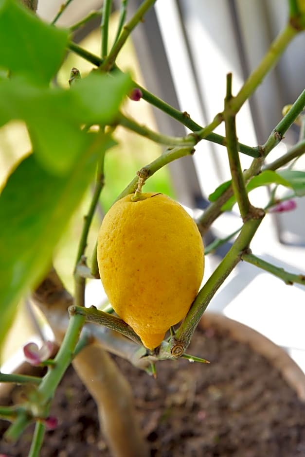 Bed & Breakfast IL PAJO