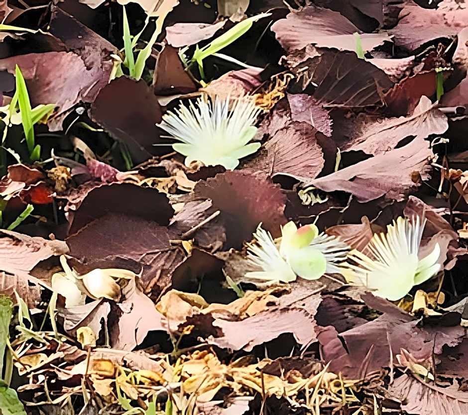 Studio BSB Nova Capital.