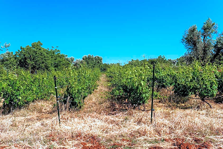 B&B La Vigna
