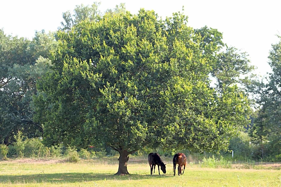 Little Creek - Lodges in het natuurgebied